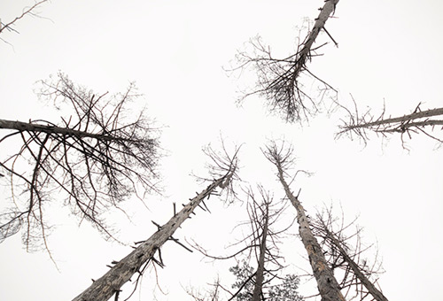 Portrait d'une inconnue - Après la mort