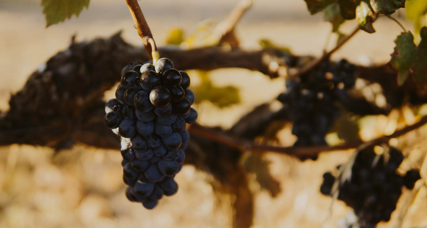 La vraie vigne pourquoi et comment demeurer attaché à Christ