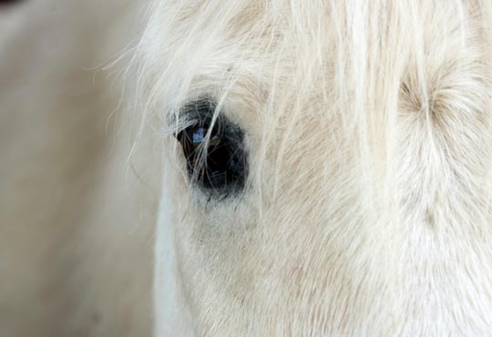 De l'anon au cheval blanc