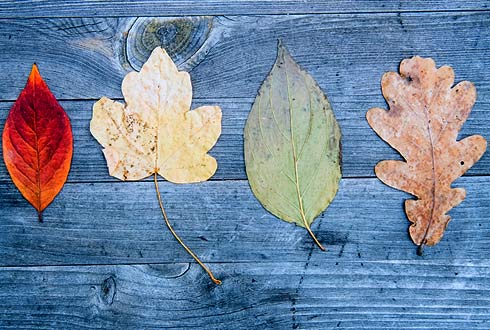 En quelle saison vivons-nous ?