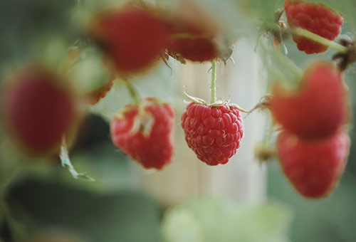 Le fruit de l'Esprit - 3