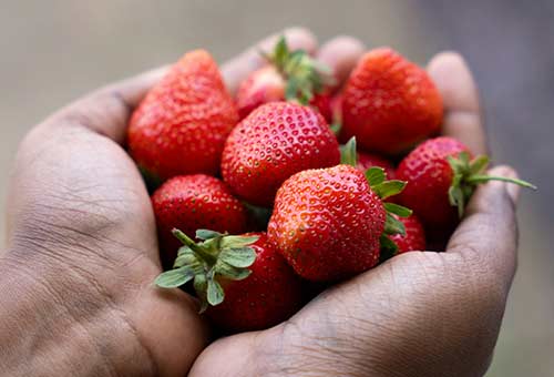 Producteurs de bons fruits
