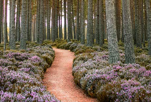 Découvrez les chemins tracés pour vous