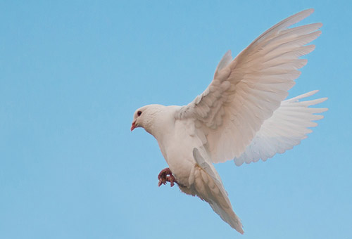 N'attristez pas le Saint-Esprit