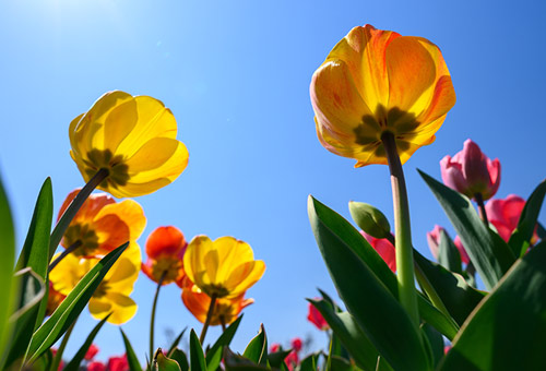 Un nouveau printemps
