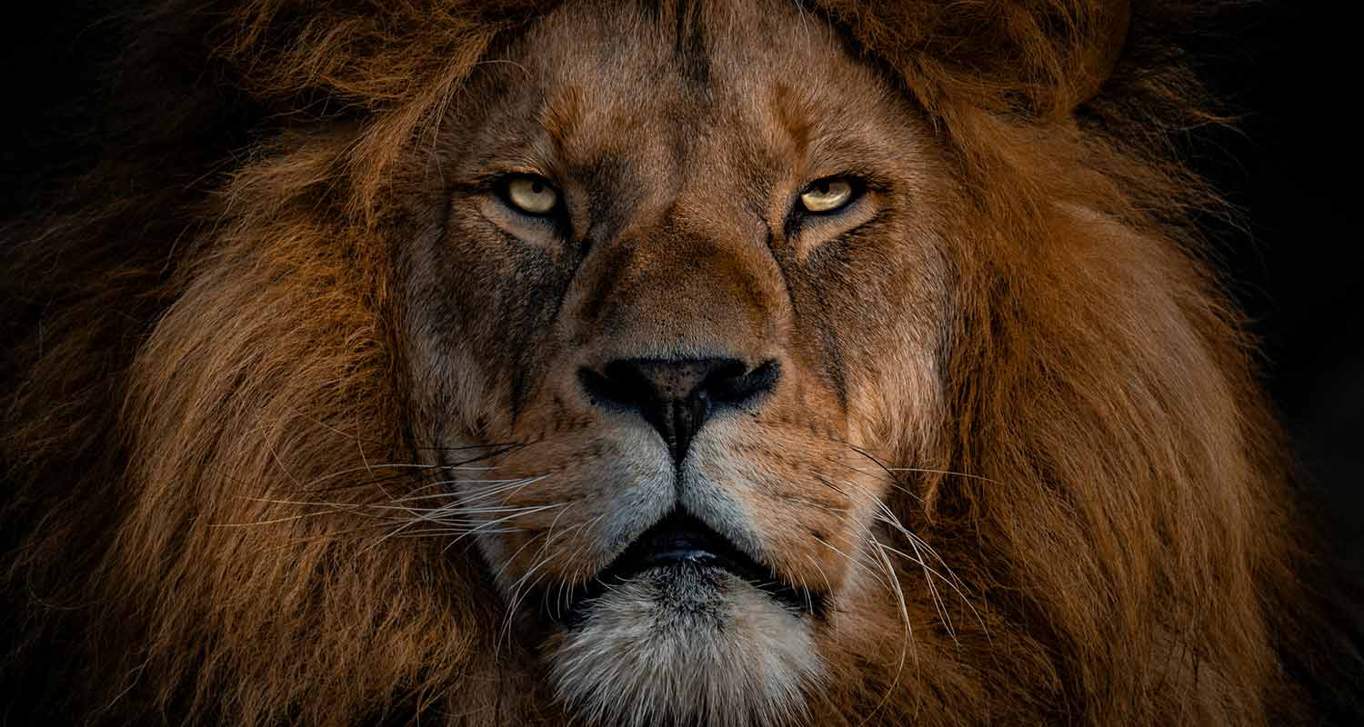 Tu dois chasser le lion